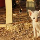 Katzen Babys in Lagos Portugal 2