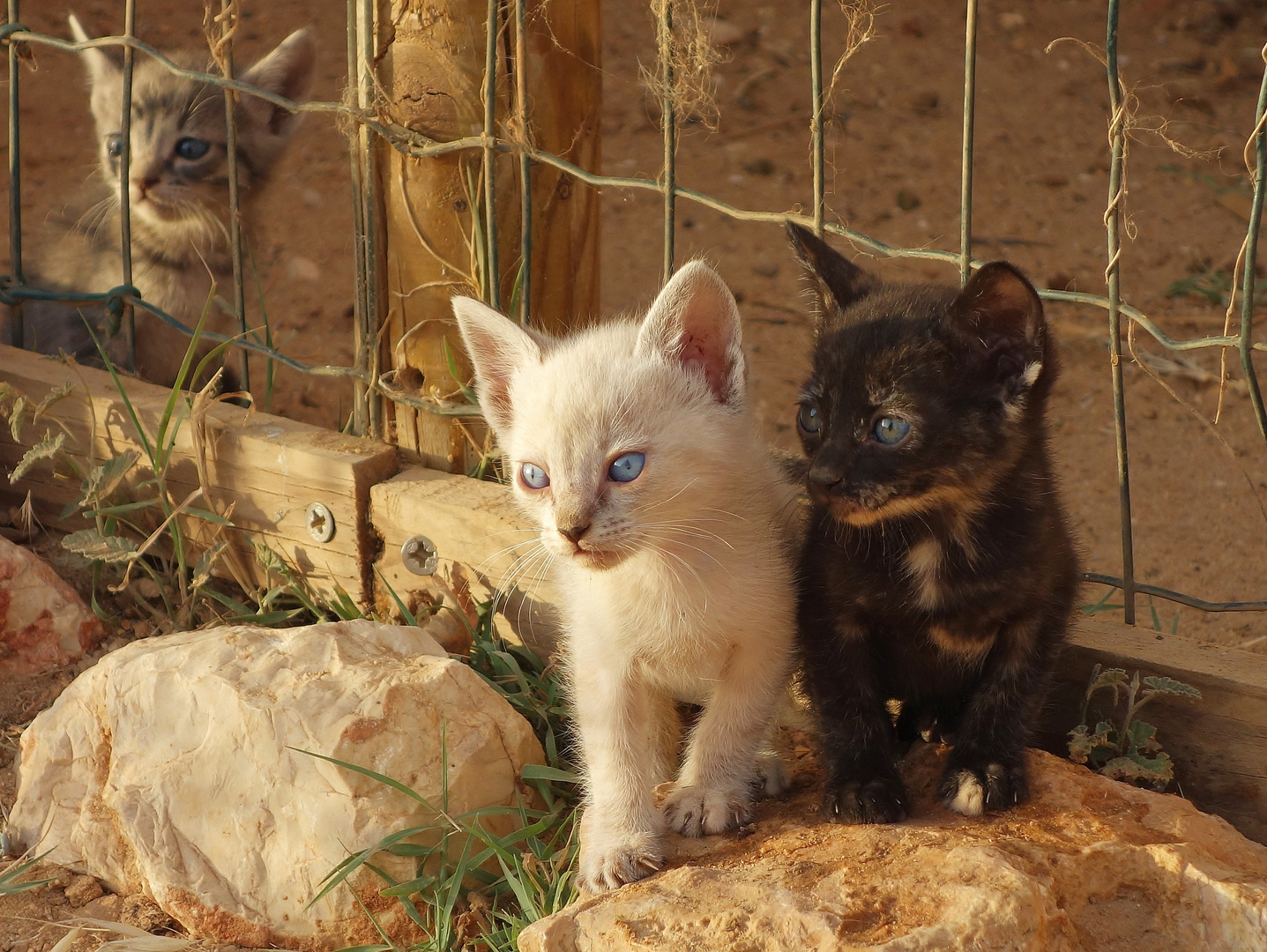 Katzen Babys in Lagos Portugal 3