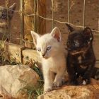 Katzen Babys in Lagos Portugal 3