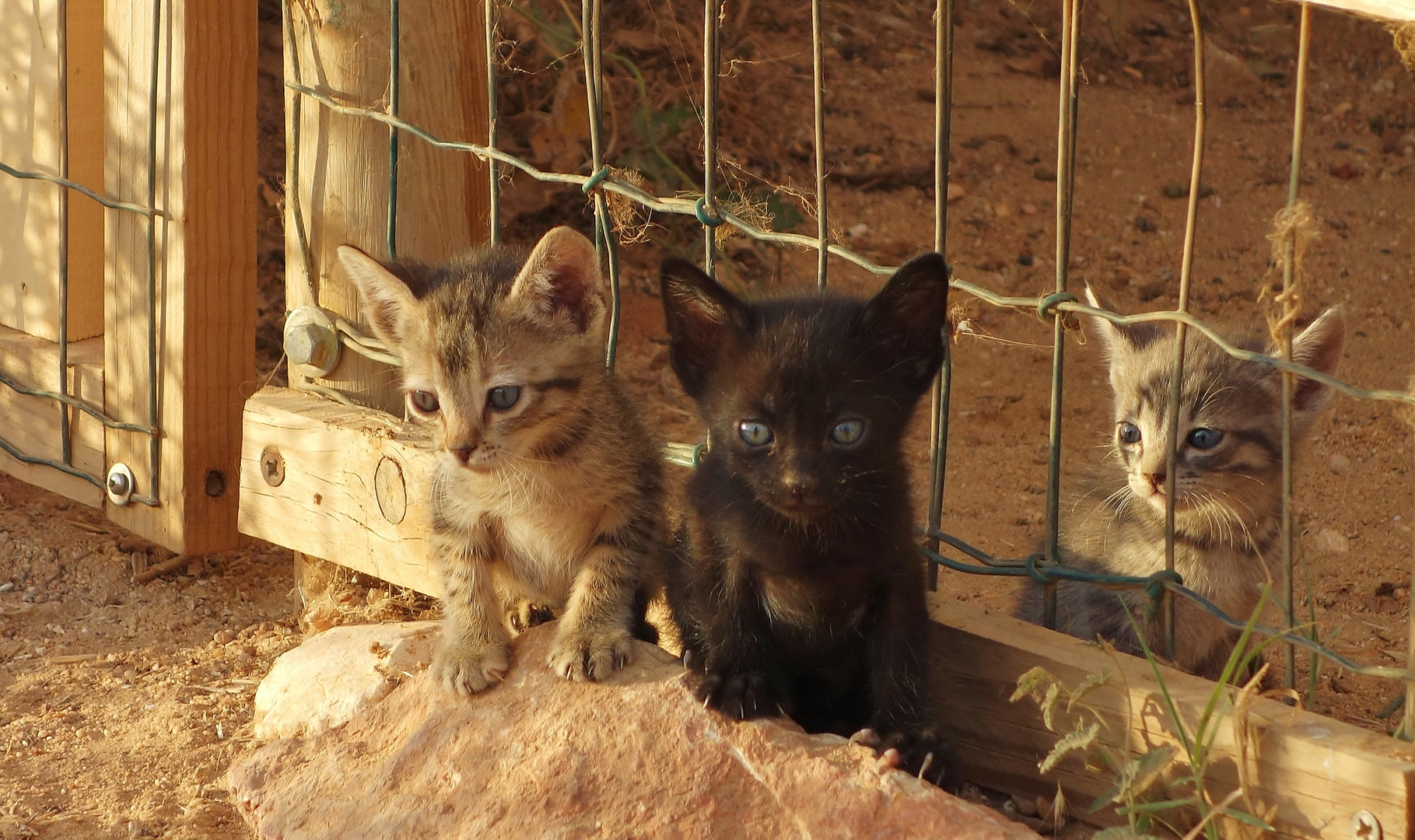 Katzen Babys in Lagos Portugal 4