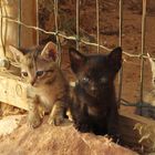 Katzen Babys in Lagos Portugal 4