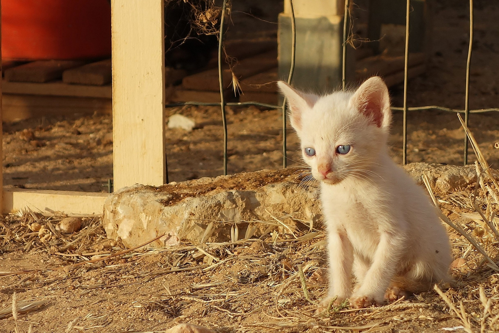 Katzen Babys in Lagos Portugal