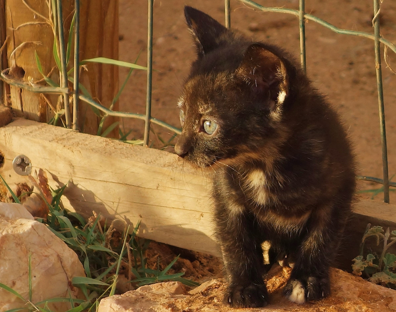 Katzen Babys in Lagos Portugal - Kann ich süß schauen -