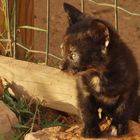 Katzen Babys in Lagos Portugal - Kann ich süß schauen -