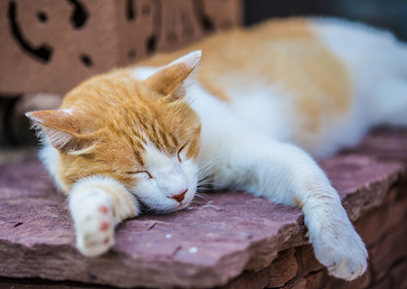 Katzen beim Chillen....