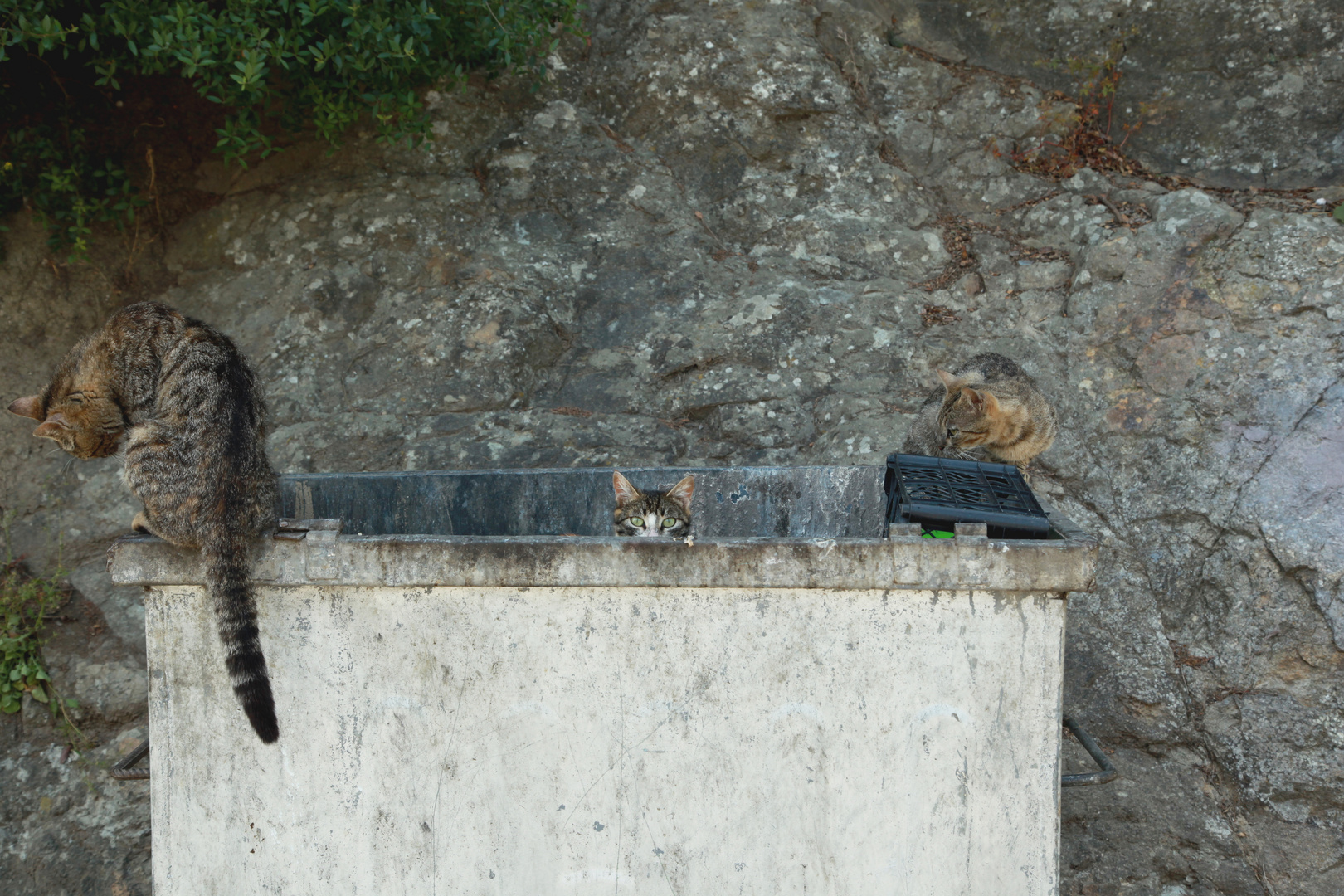 Katzen beim Essen