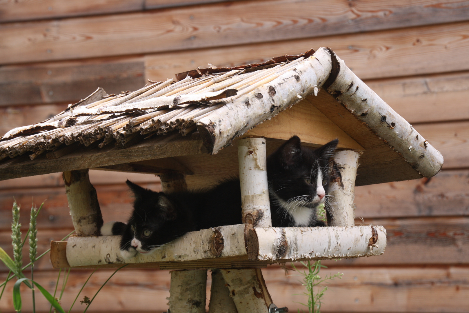 Katzen belagern Vogelhaus