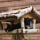 Katzen belagern Vogelhaus