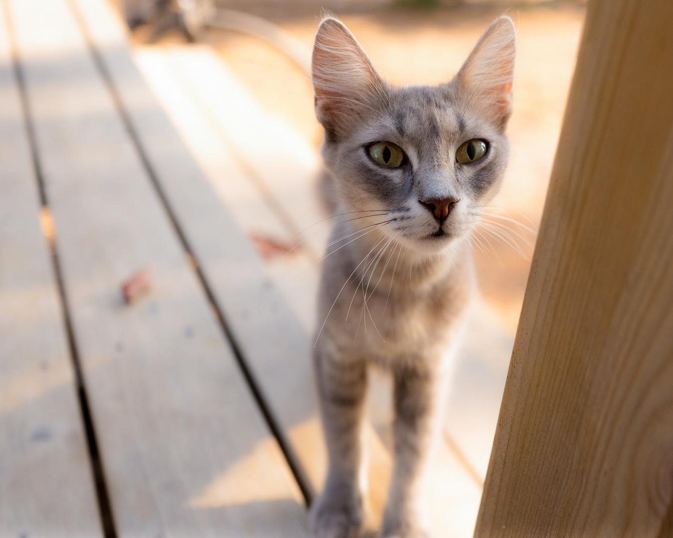 Katzen Besuch