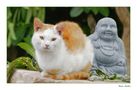 Katzen-Buddha von Vera Laake