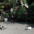 Katzen chillen vor der Blumenpracht 06.09.2018