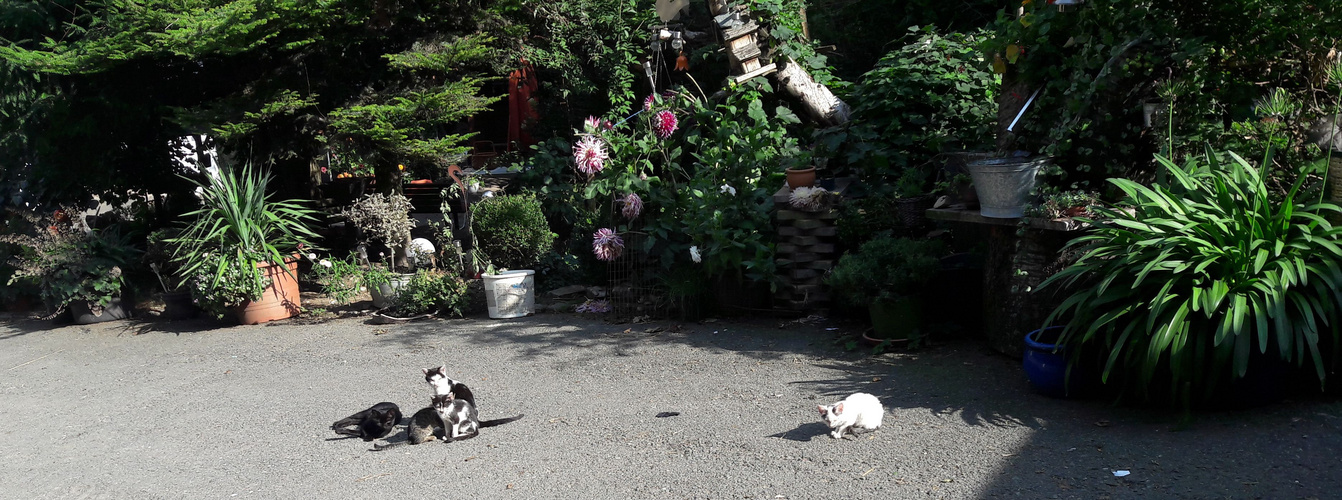 Katzen chillen vor der Blumenpracht 06.09.2018