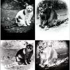 Katzen-Collage