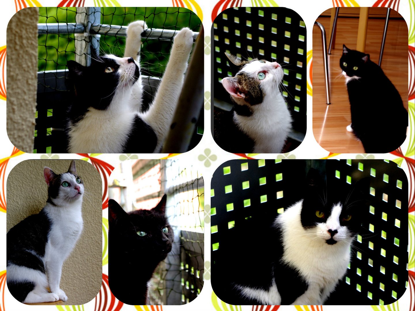 Katzen Collage