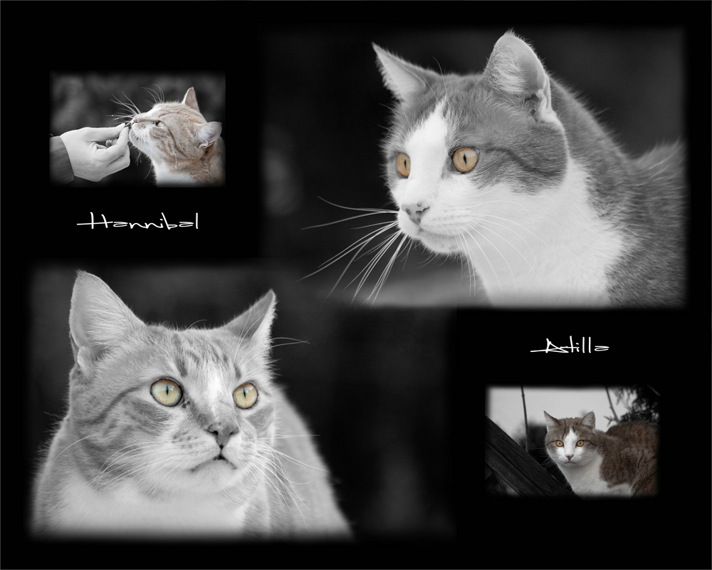 Katzen Collage