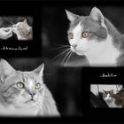Katzen Collage