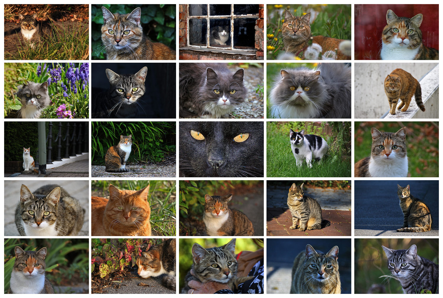 Katzen-Collage