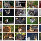 Katzen-Collage