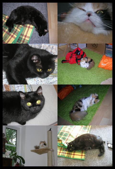 Katzen Collection :)