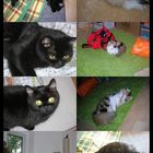 Katzen Collection :)