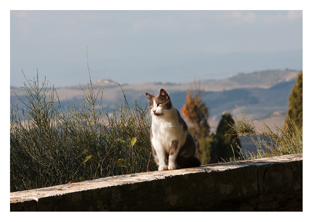 Katzen der Toscana ...