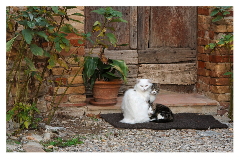 Katzen der Toscana