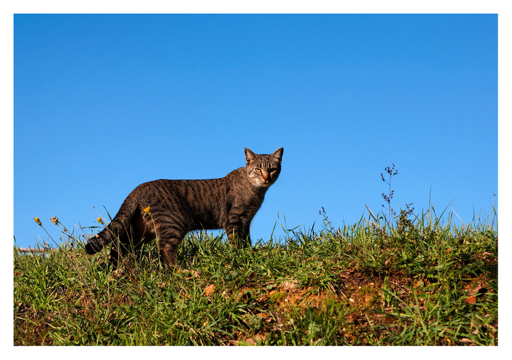 Katzen der Toscana ....