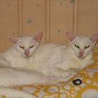 Katzen-duo...Mama & Tochter