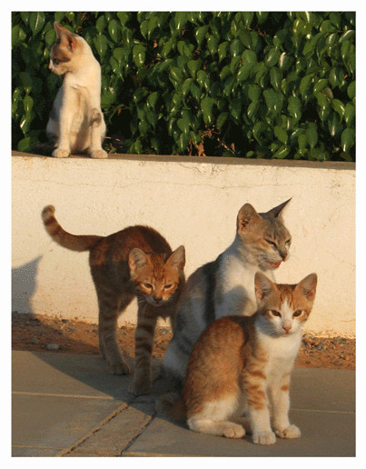 Katzen Familie auf Zypern Juli 2008...