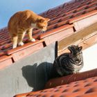 Katzen fauchen sich an