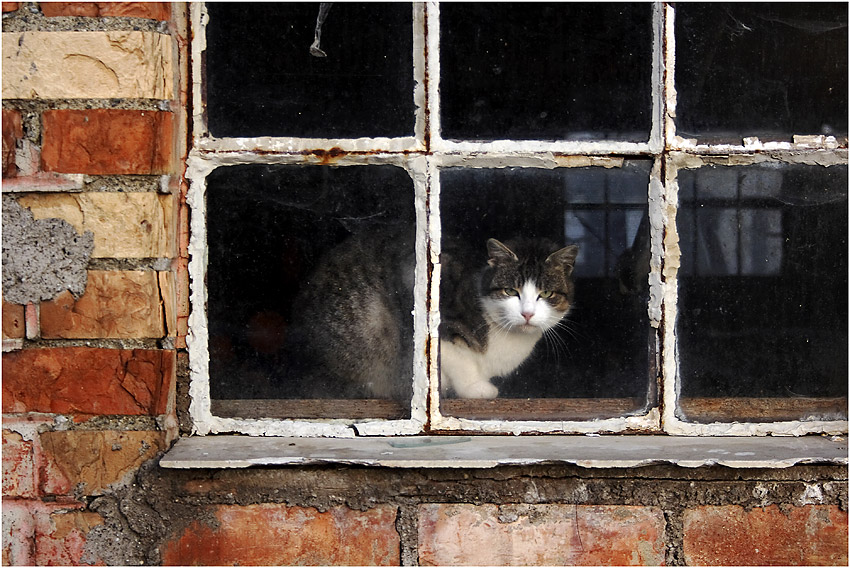 "Katzen-Fenster"