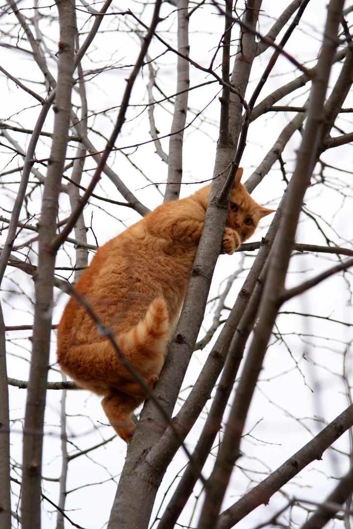 Katzen-Flucht-Baum