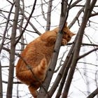 Katzen-Flucht-Baum