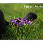 Katzen-Frühling.....