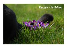 Katzen-Frühling.....