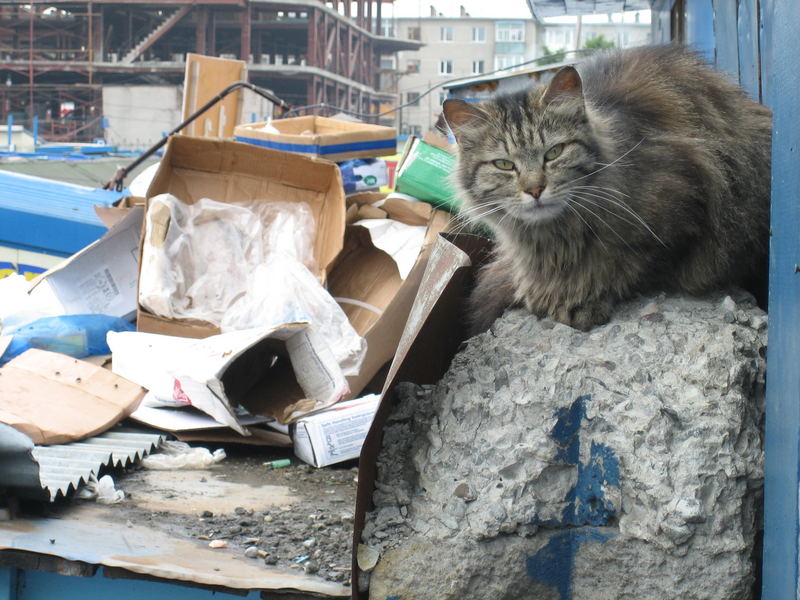 Katzen fühlen sich fast überall wohl