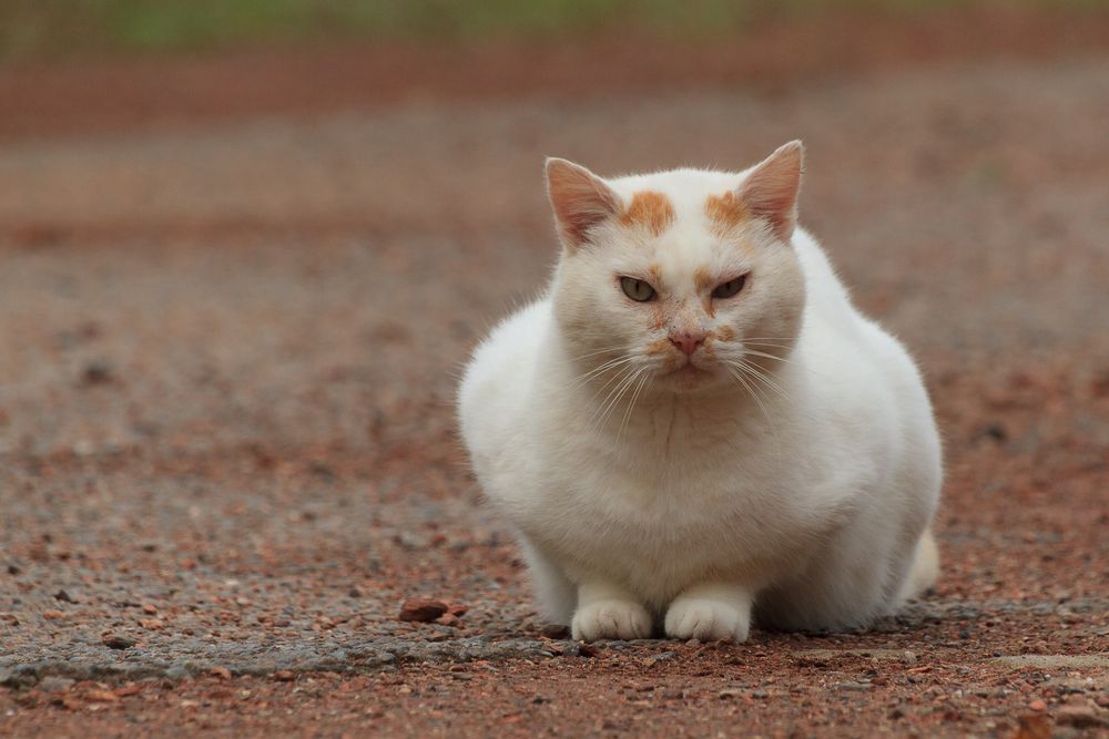 Katzen Gegnerkatze