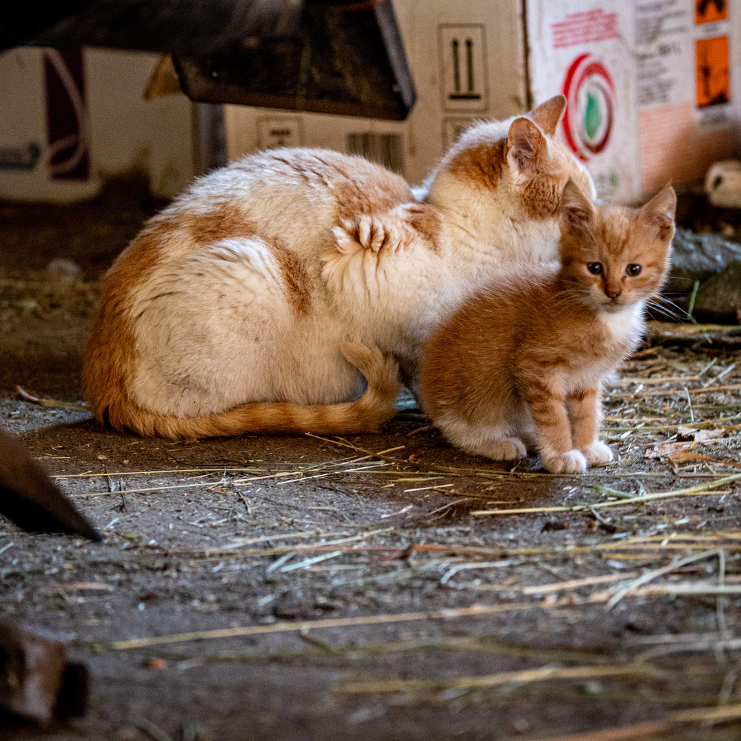 Katzen gehen immer ;-)