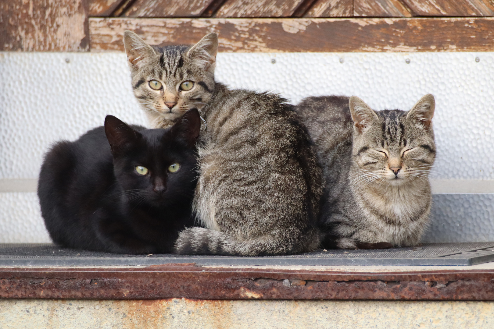 katzen geschwisterchen gerade