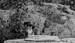 Katzen gibt es auf Kreta zu hauf....