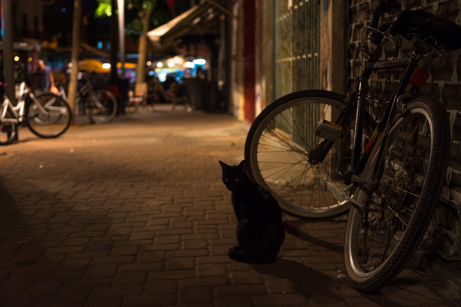 Katzen gibt´s überall