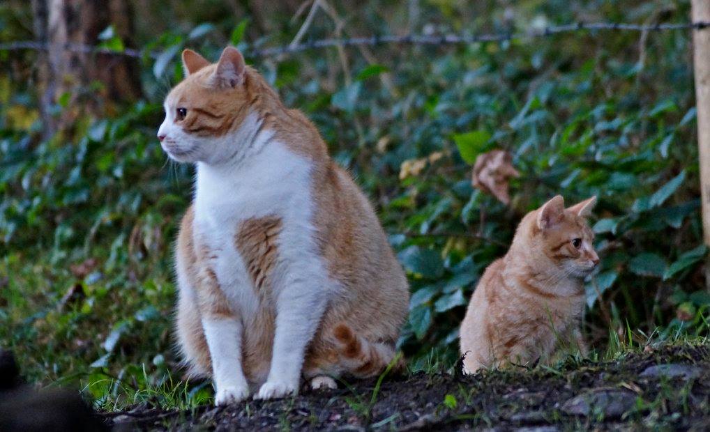 Katzen... Groß und Klein