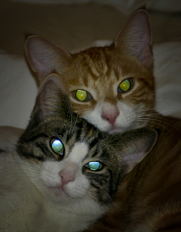 Katzen-Halloween Foto & Bild | tiere, haustiere, katzen Bilder auf