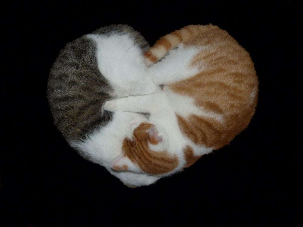 Katzen Herz Foto & Bild tiere, haustiere, katzen Bilder auf