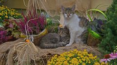 Katzen im Blumennest