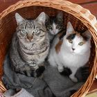 Katzen im Korb