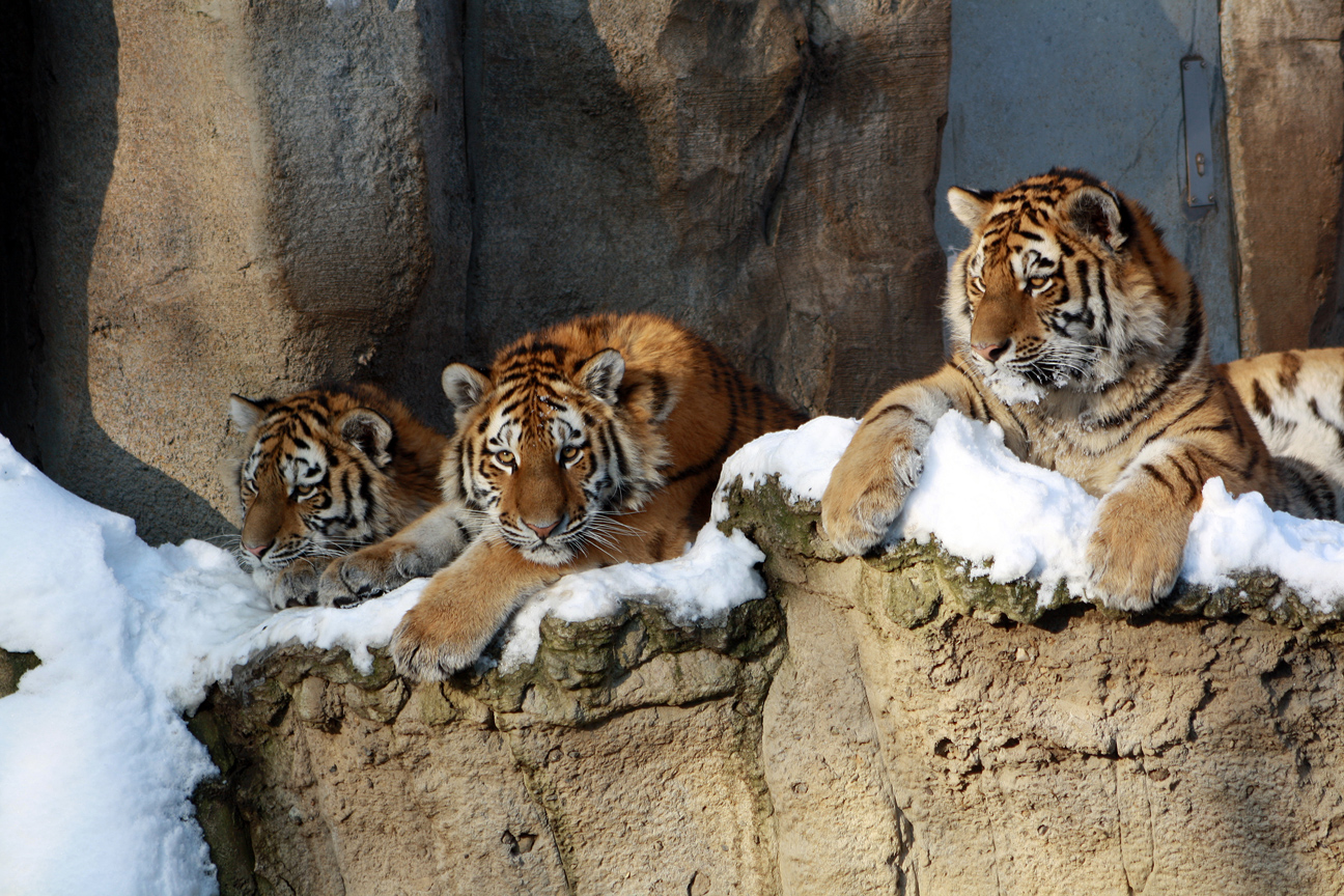 Katzen im Schnee