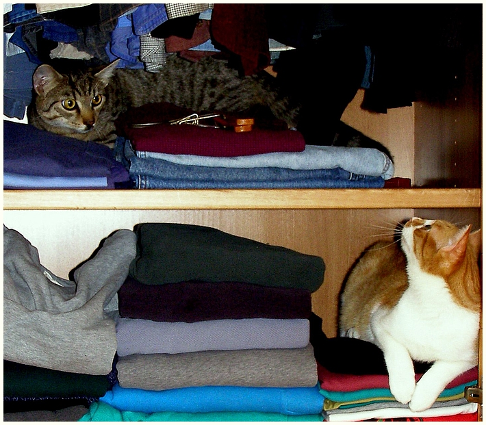 Katzen im Schrank