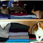 Katzen im Schrank