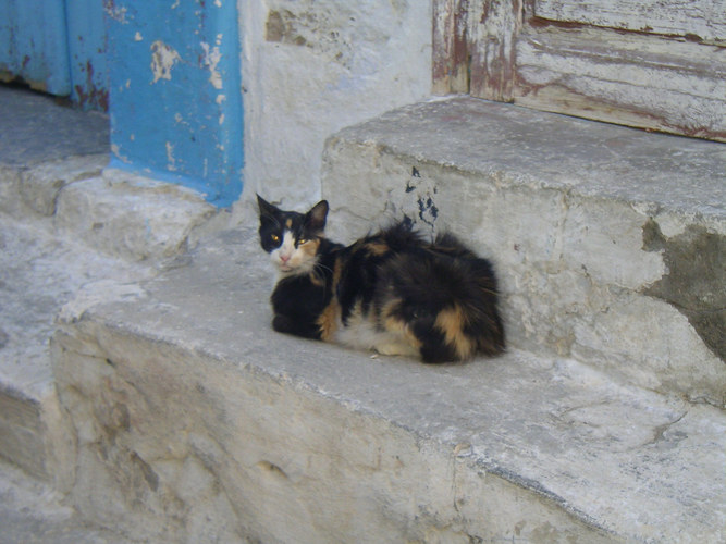 katzen im urlaub 11